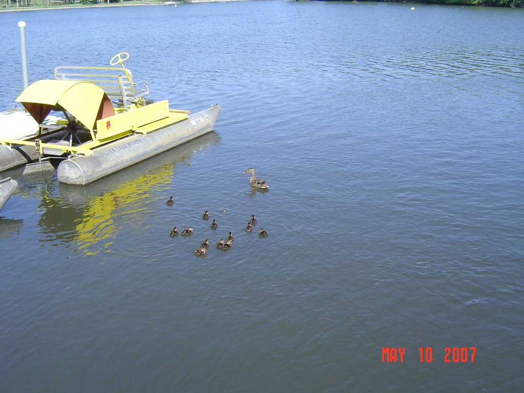 Paddle Boat & Duckling, Рочестер