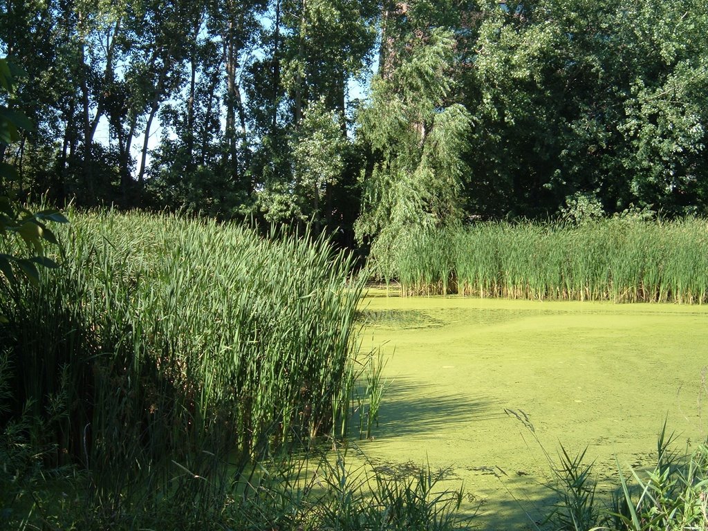 Aug 2005 - St. Louis Park, Minnesota. Otten Pond., Сент-Луис-Парк