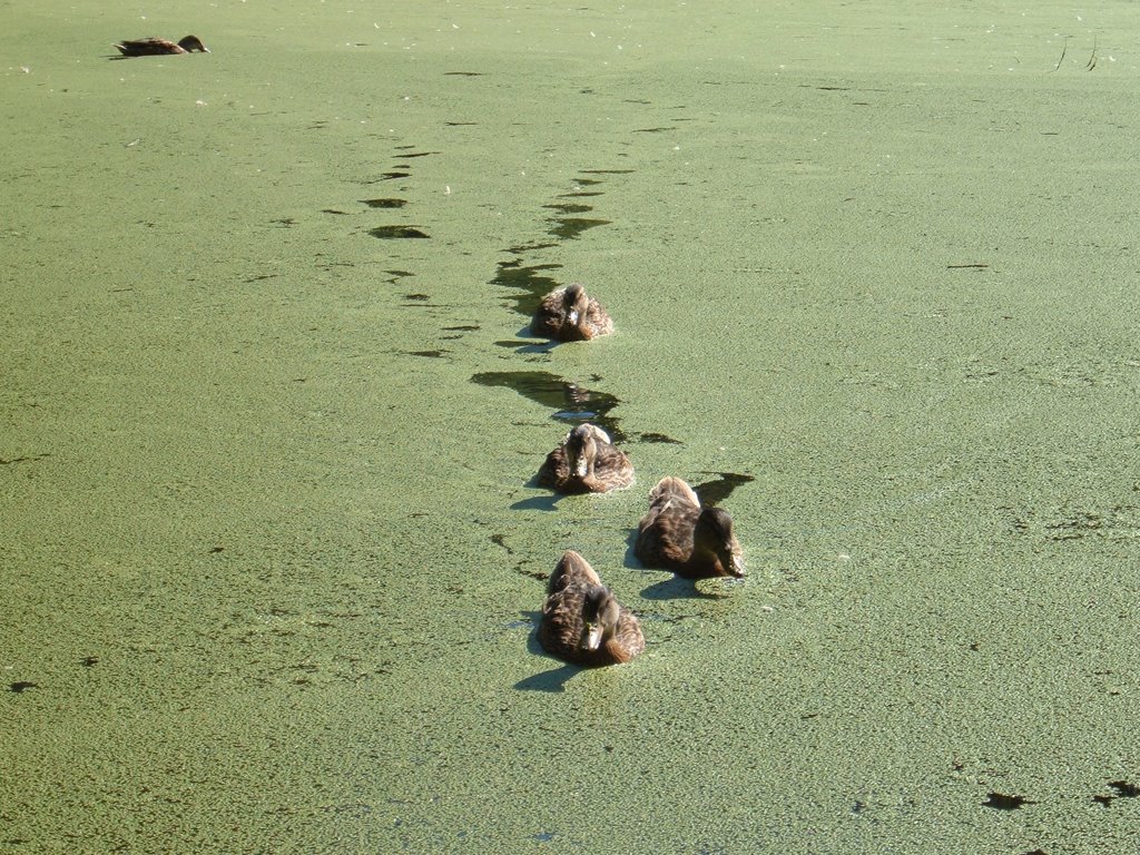 Aug 2005 - St. Louis Park, Minnesota. Mallard Ducks on Otten Pond., Сент-Луис-Парк