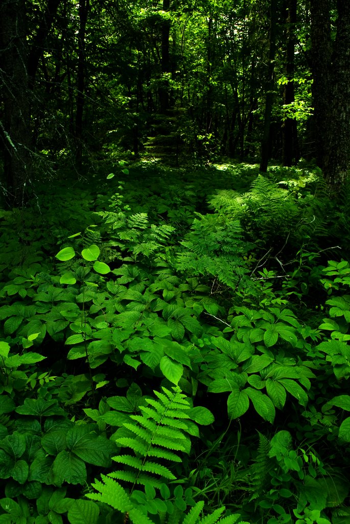 Forest Floor at Jay Cooke State Park, Сканлон
