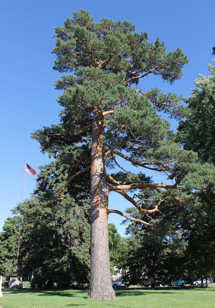 Majestic Pine, Utley Park, Edina MN, Эдина