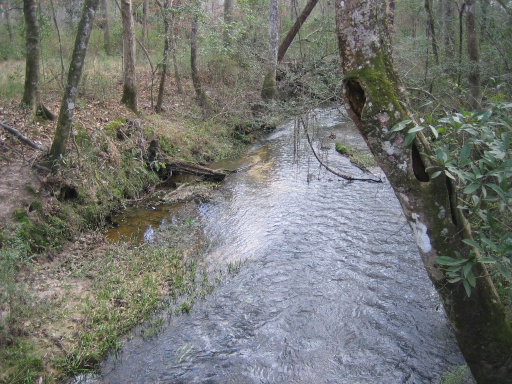 Little Chapapeela Creek, downstream, Бассфилд
