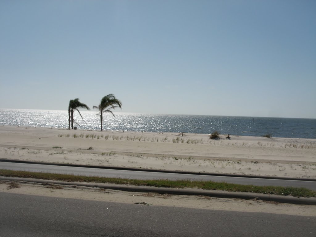 three palm trees on the beach, Biloxi, Mississippi, Билокси