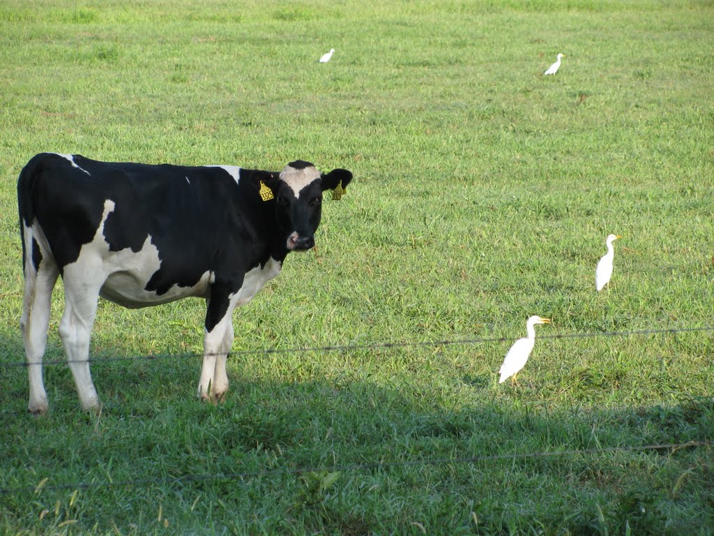 A calf and her egrets, Вейр