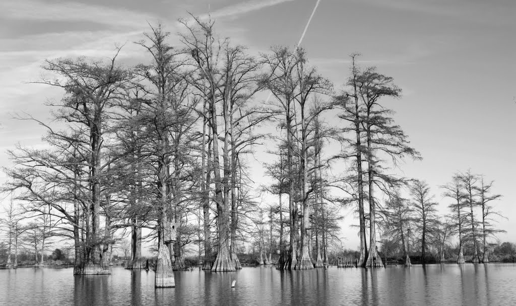 Cypress Swamp Trees, Глендора
