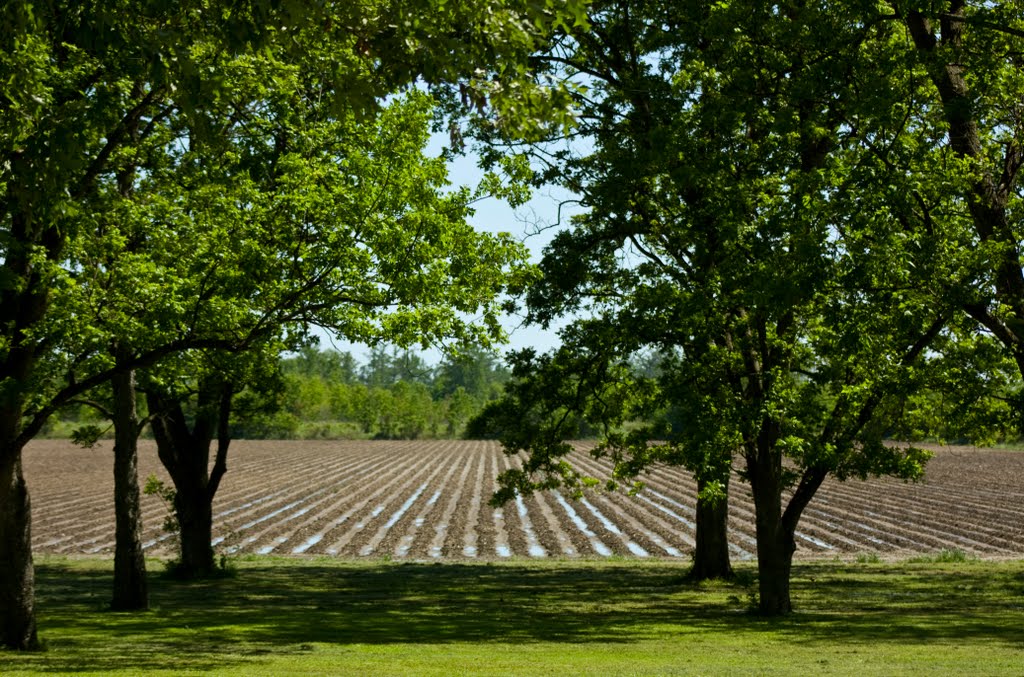 Rows and Rows - Trees Along Delta Field, Глендора
