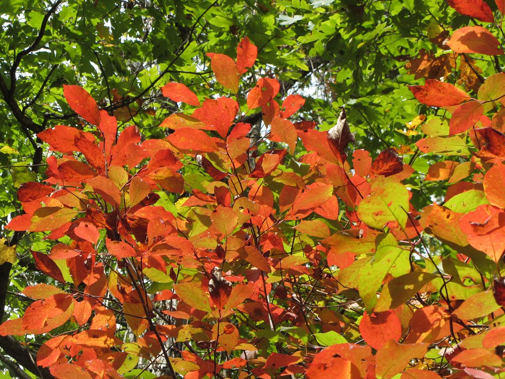 Sourwood leaves, Гулф Хиллс