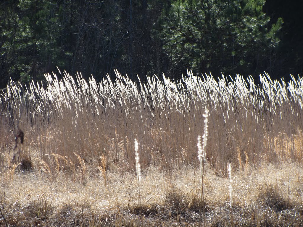Tall grass blowing in the wind, Доддсвилл