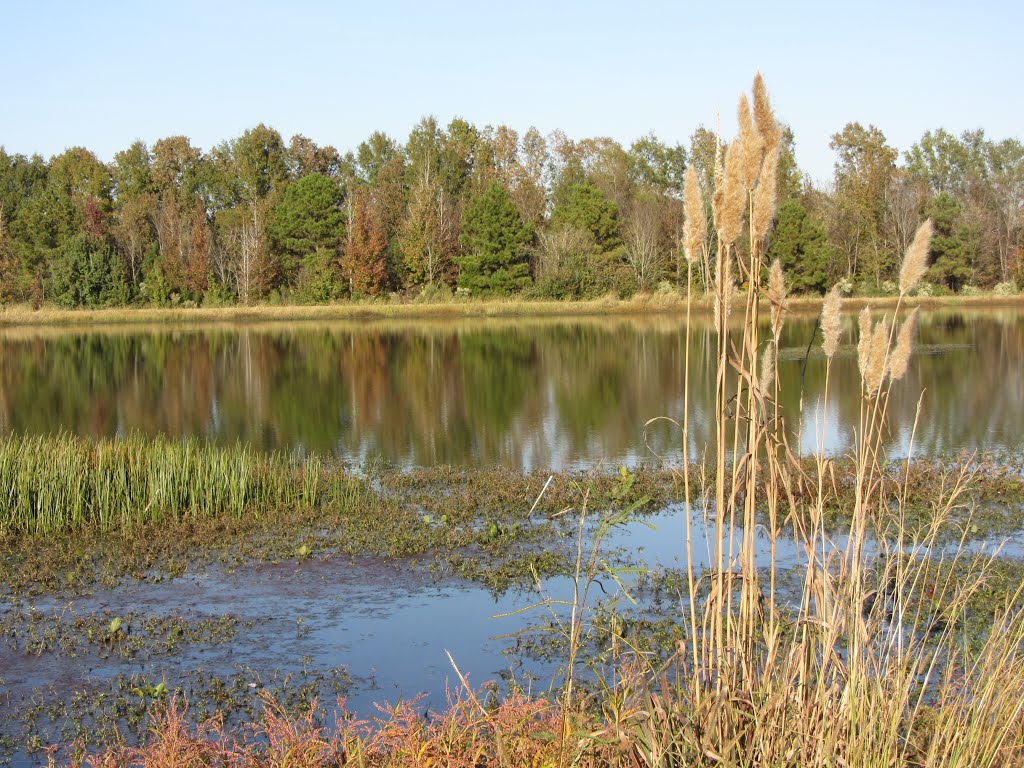 Pond at Trim Cane Creek WMA, Дурант