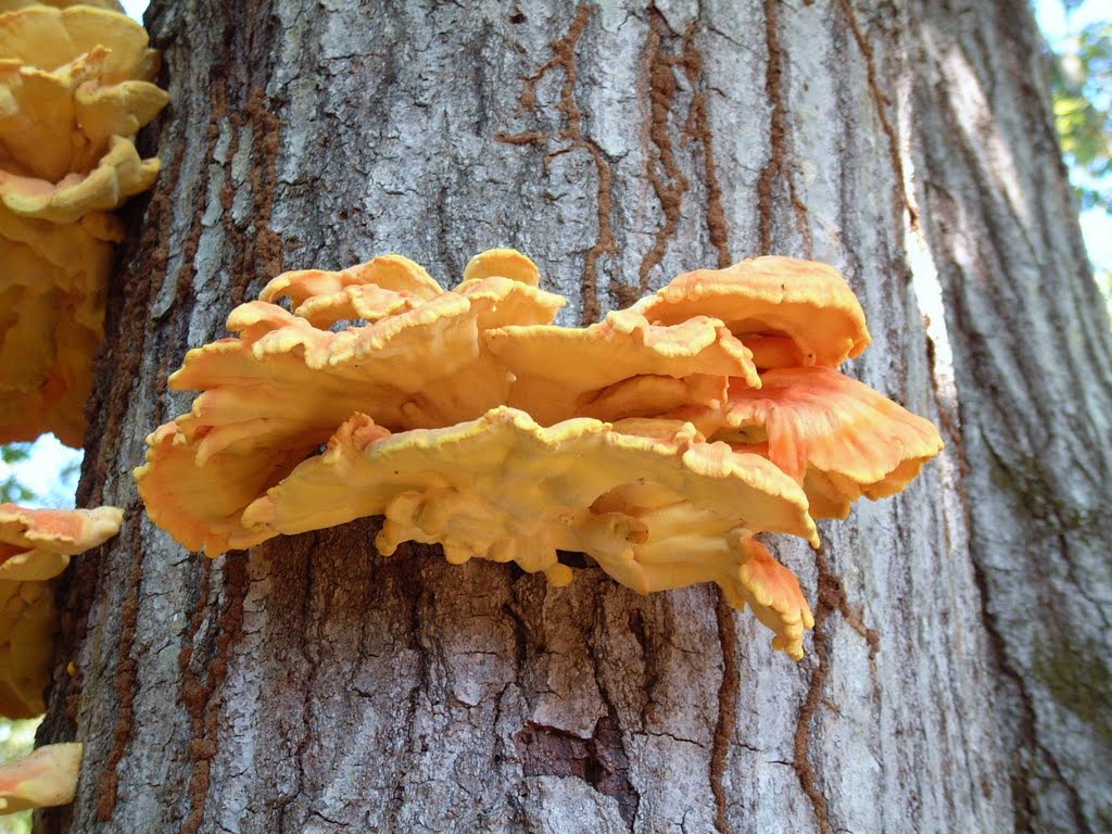 Chicken of the Woods Bracket Fungus, Еллисвилл