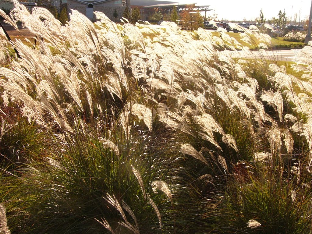 Weeds near river, Vicksburg, MS (2009), Кингс