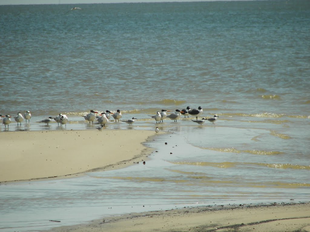 various Birds, Gulls,  Gulf of Mexico, Long Beach, MS, Лонг Бич