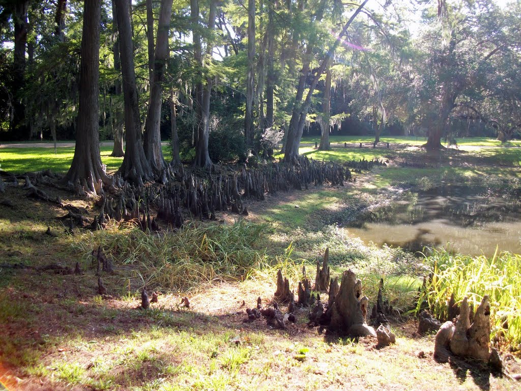 Cypress Knees on the grounds of the Melrose Mansion in Natchez, MS, Натчес