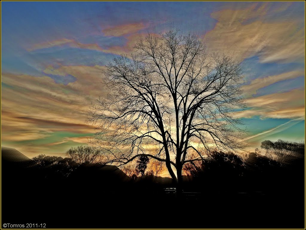 Pecan Tree at sunrise. Natchez, Mississippi, Натчес