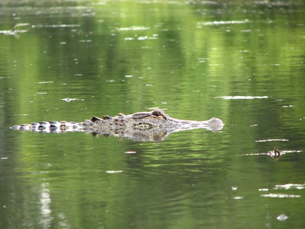 Alligator Kayaking, Ньютон