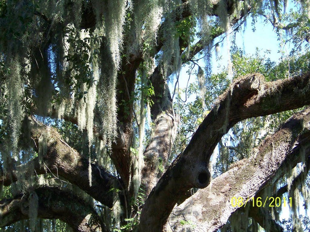 mossy oak, Паскагоула