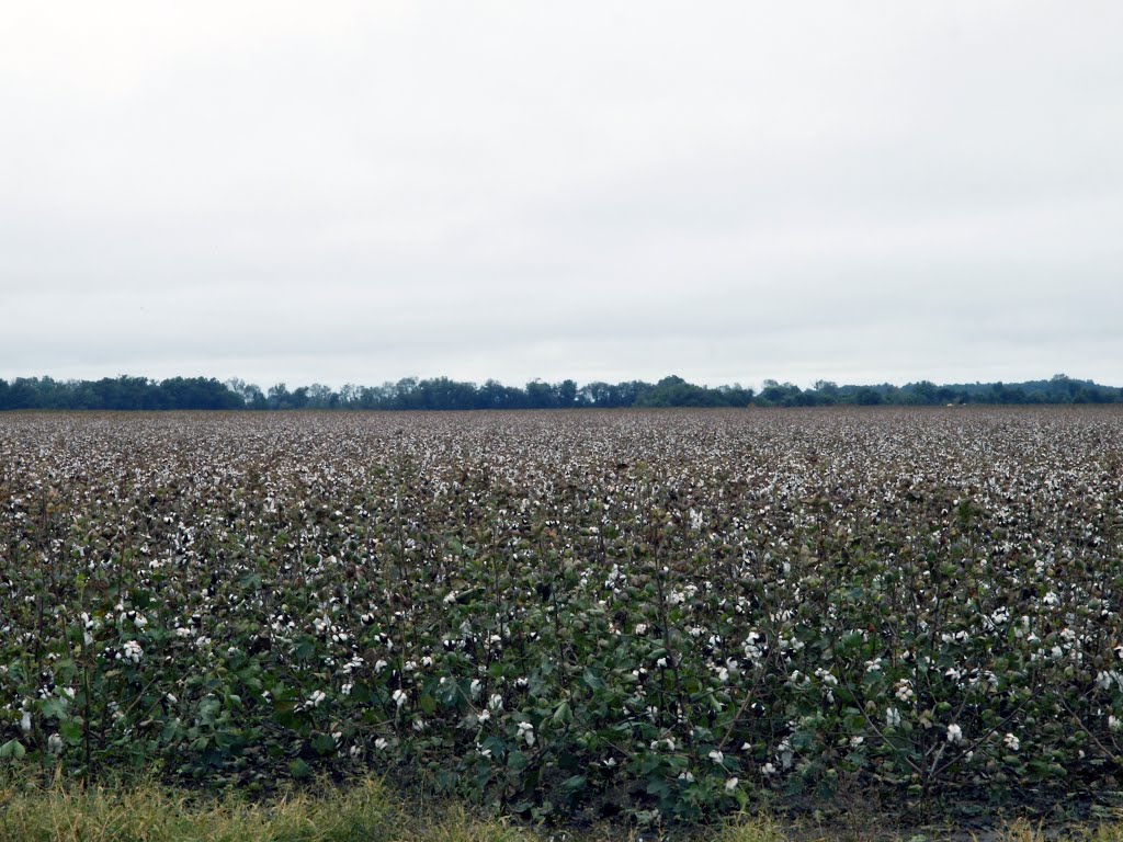 Cotton Field, Ренова