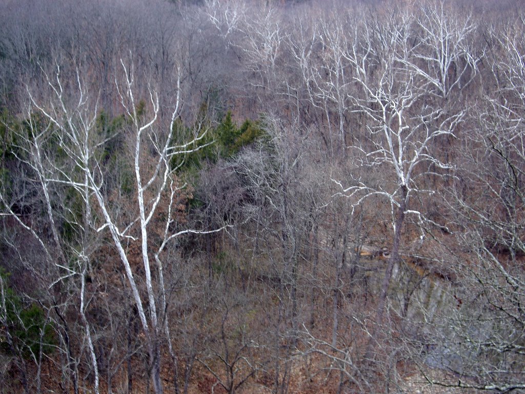 White Trees before the snow, Rock Bridge Mem. State Park, Missouri, Бонн Терр