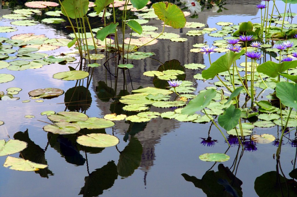Water lilies and a dome, Джефферсон-Сити