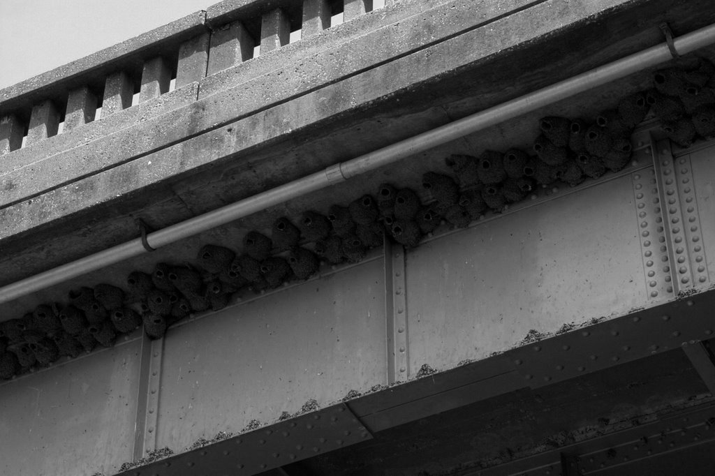 Cliff Swallow nests under a bridge, Кап Гирардиу