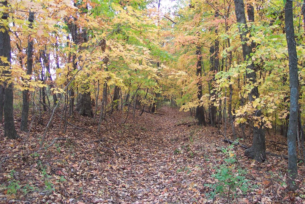 Capen Park trail in fall, Колумбия
