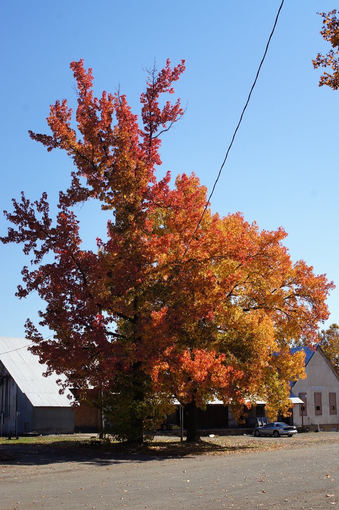 Fall Color in Bonne Terre, Missouri, Лидвуд