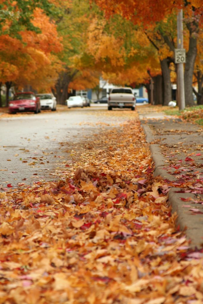 North Kansas City Fall Leaves, Норт-Канзас-Сити