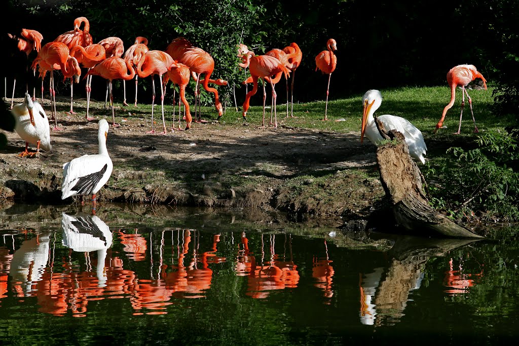 Flamingos and Pelicans, Нортвудс