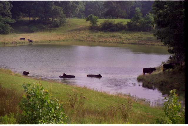 Cows go swimming, Олбани (Генри Кантри)