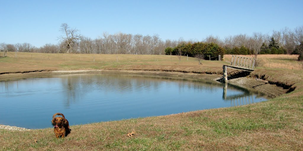 Dixie Dachsunds Pond, Олбани (Генри Кантри)