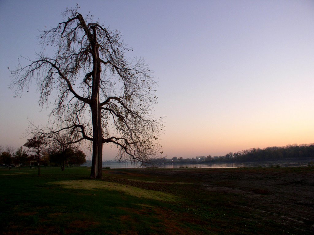 Tree in Frontier Park, Saint Charles, MO, Сант-Чарльз
