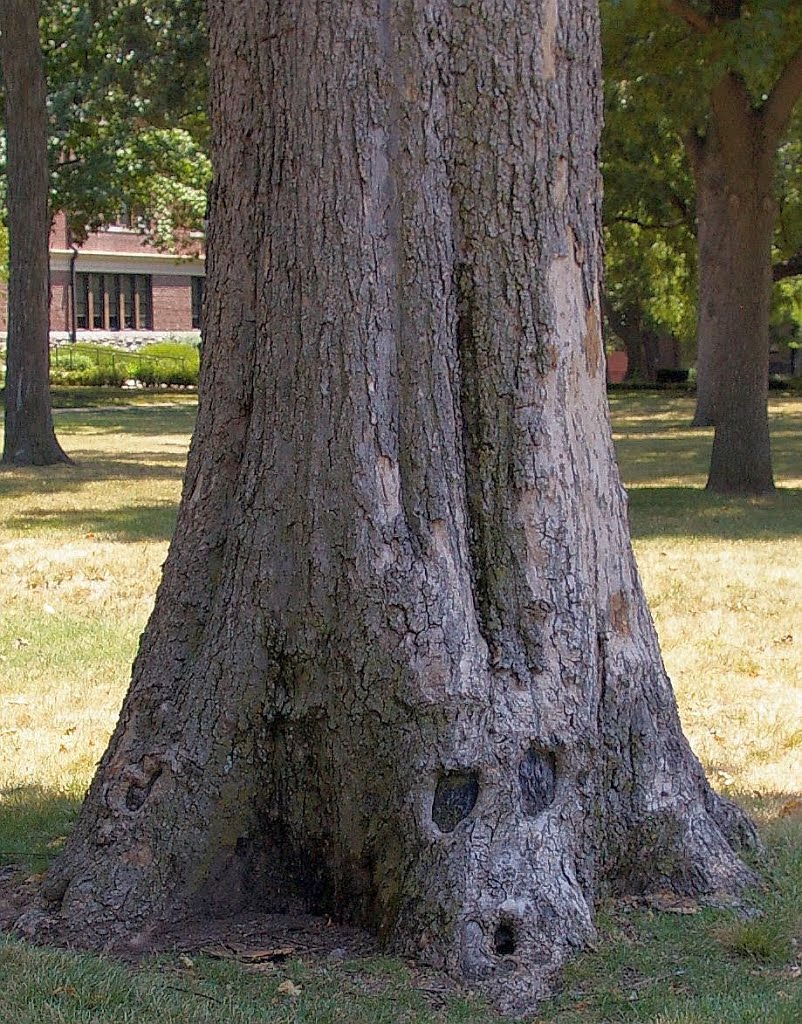 Ghost Tree, Drury University, Springfield, Missouri, Спрингфилд