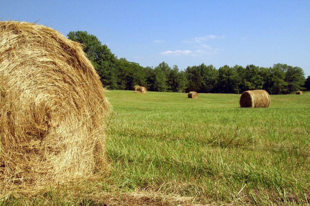 Hay bales (part 2), Хиллсдал