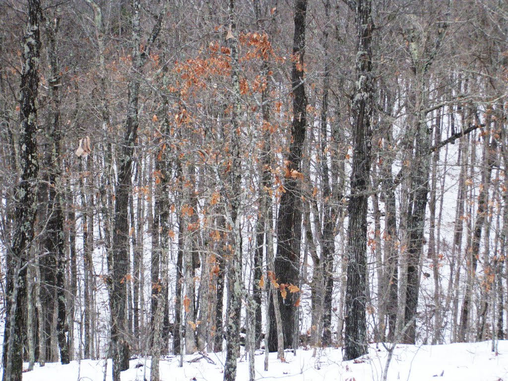 Waiting for the deer, Хунтлейг