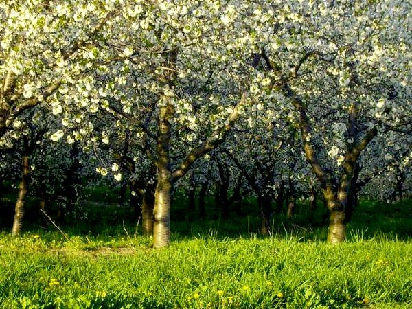 cherry blossoms, Бартон-Хиллс