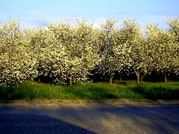 cherry trees, Бартон-Хиллс