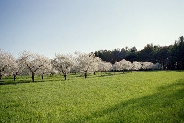 Cherry Orchard in bloom, Бойн-Фоллс