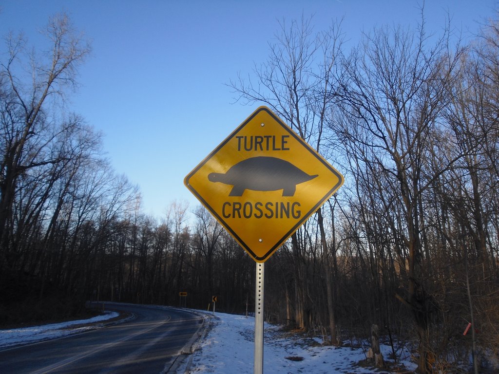 Turtle crossing on Huron River Rd under zero degree, Варрен