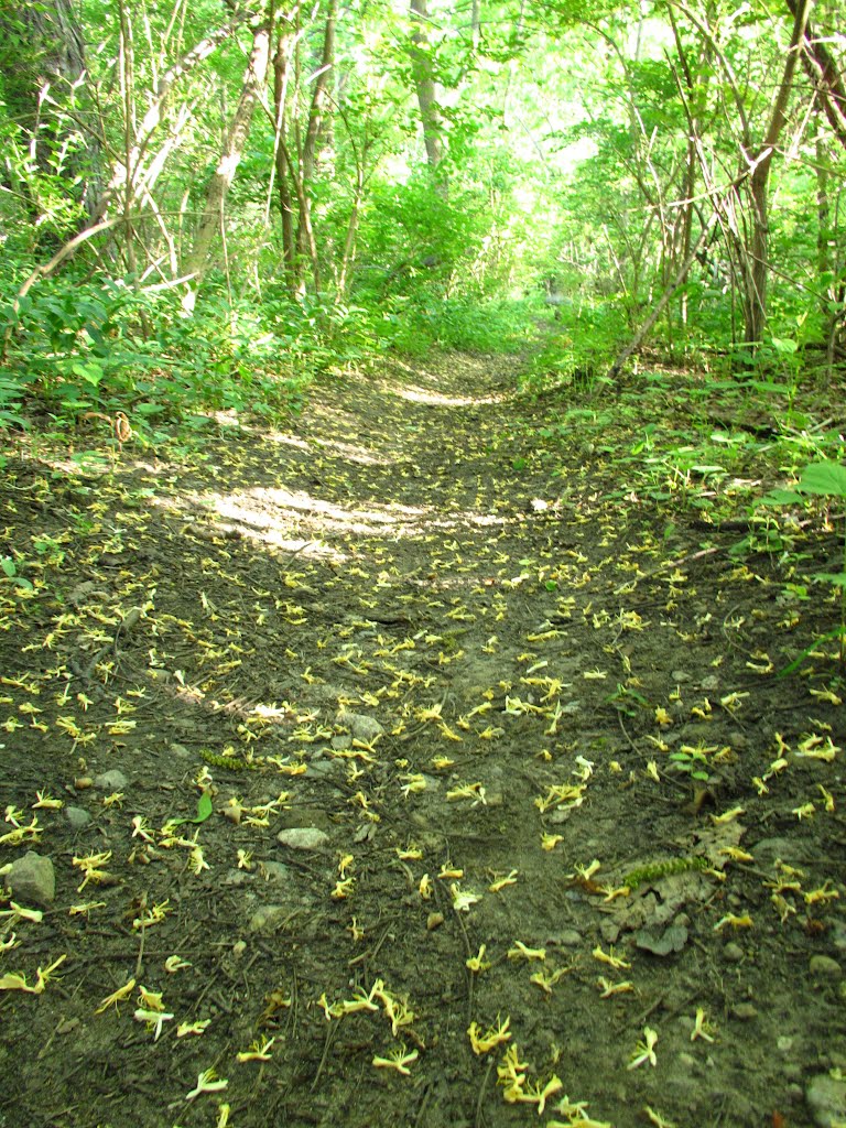 Floral trail in Bluffs Nature Area, Ann Arbor, Michigan, Варрен