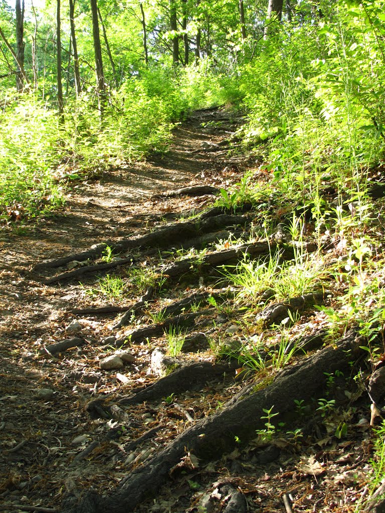 Root steps on the trail in Bluff Nature Area, Ann Arbor, Michigan, Варрен