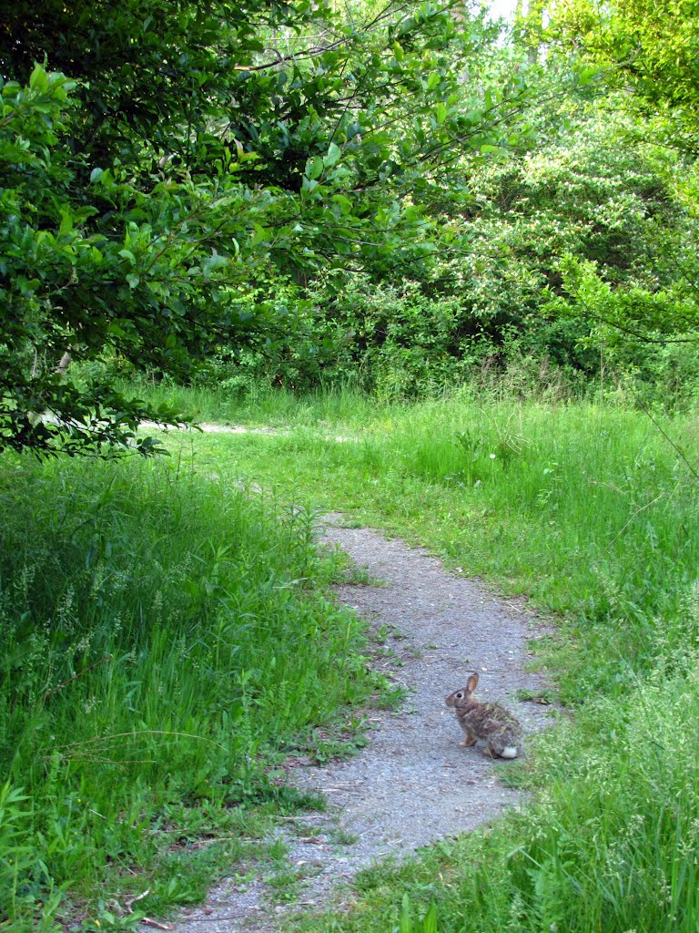 Hopping on the trail in Bandemer Park, Ann Arbor, MI, Варрен
