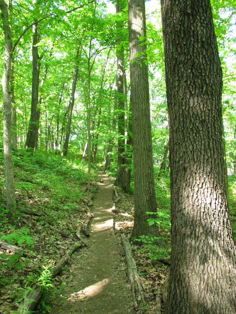 Trail following a tree line (Black Pond Woods Nature Area, Ann Arbor, MI), Варрен