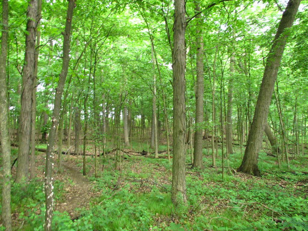 Trail in Stapp Nature Area, Ann Arbor, Варрен