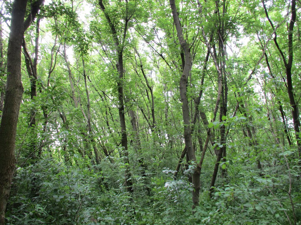 Nature area in Tuebingen Park, Варрен