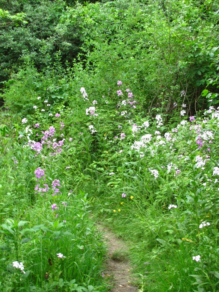 Floral trail in Traver Creek Park, Варрен