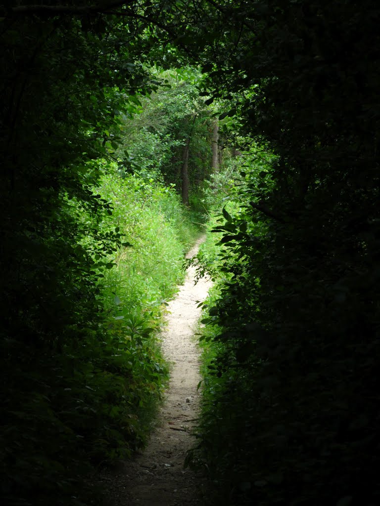 Tree tunnel, Варрен