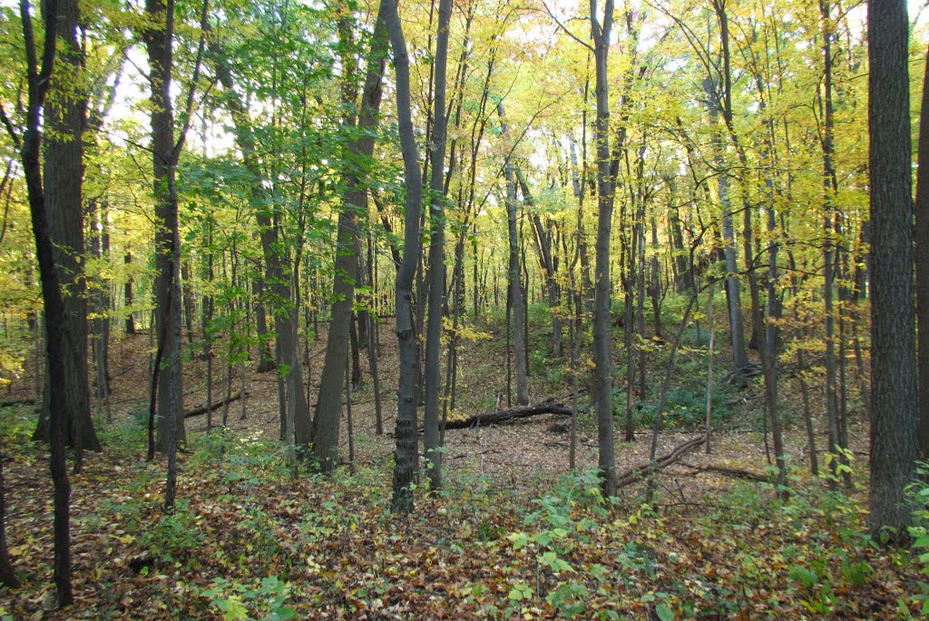 Leslie Woods Nature Area in fall, Варрен