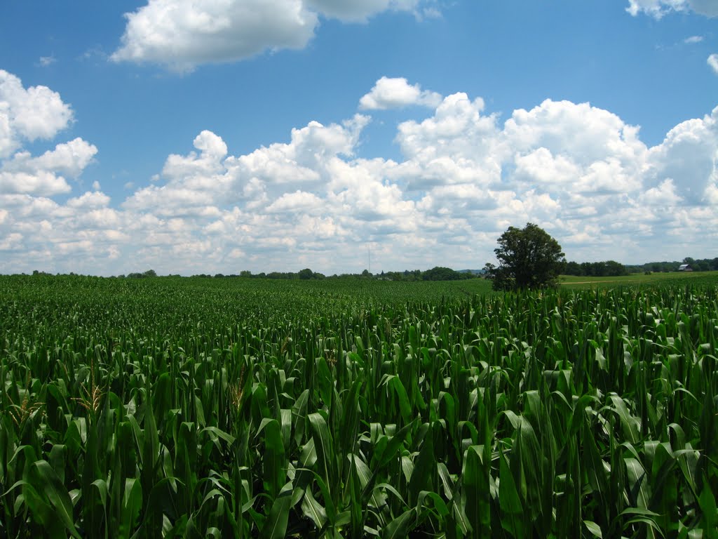 Weil Dairy Farm -- cornfield in summer, Гудрич