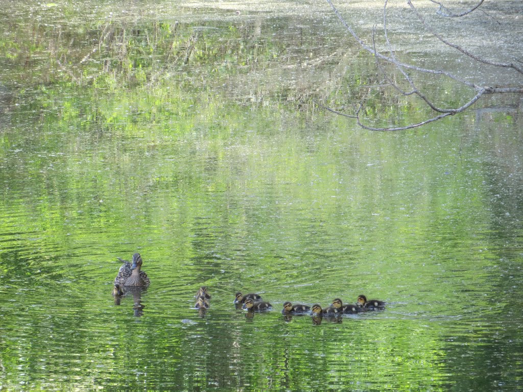 Duckling row on Ford Lake, Ипсиланти
