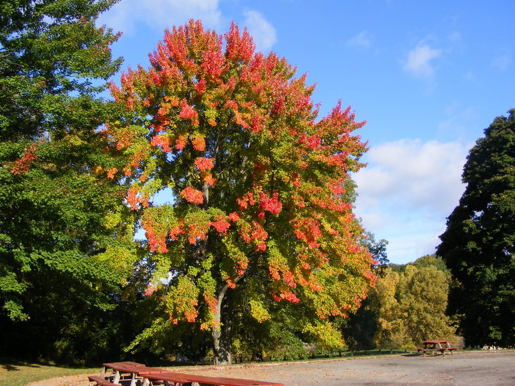 Pretty Maple Tree in Spring Valley Park, Иствуд
